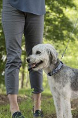 Flamingo f-520115 - Collier Salomé en Nylon Ajustable pour Chiens