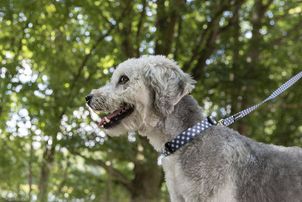 Flamingo f-520122 - Blue and White Nylon Dog Leash with Snap Hook