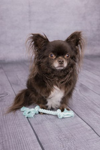 Flamingo f-520020 - Jouet Small Dog Cordon Izra Blanc & Turquoise