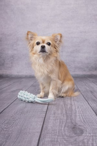 Flamingo f-520018 - Jouet Small Dog Corde à tirer Dummy Ivar Blanc & Turquoise