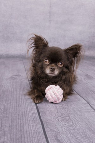 Flamingo f-520017 - Jouet Small Dog Balle nouée Ivar Blanc &