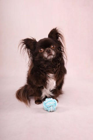 Flamingo f-520016 - Jouet Small Dog Balle nouée Ivar Blanc & Turquoise