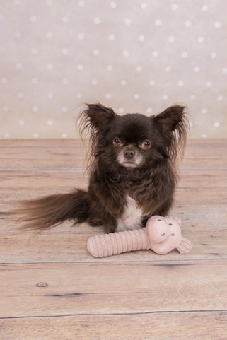 Flamingo f-520013 - Jouet Small Dog Cochon Idil Vieux rose