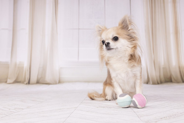 Flamingo f-520014 - Jouet Small Dog Balle de tennis Hifa avec balle