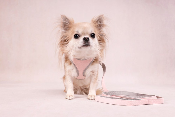 Flamingo f-519995 - Laisse Confort Rose pour Petits Chiens