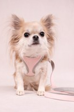 Flamingo f-519995 - Laisse Confort Rose pour Petits Chiens
