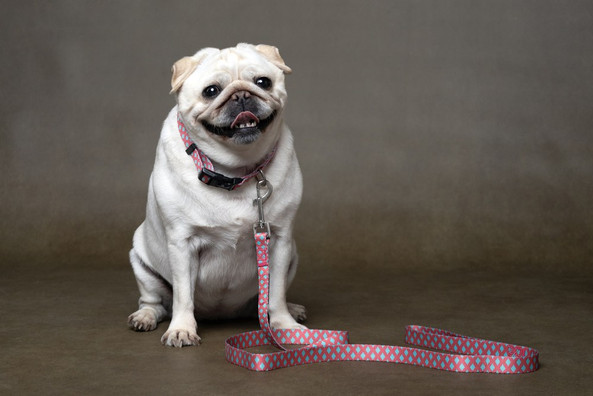 Flamingo f-520070 - Collier Ludique pour Chiens en Nylon Rose et Vert