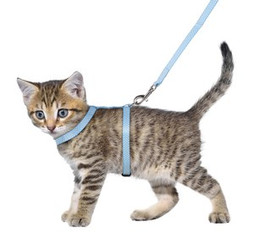 Flamingo f-560921 - Harnais avec laisse Chaton