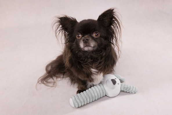 Flamingo f-520012 - Jouet Small Dog Lapin Idil menthe