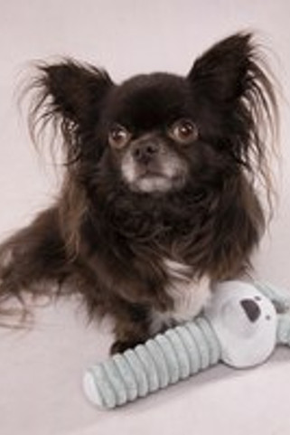 Flamingo f-520012 - Jouet Small Dog Lapin Idil menthe