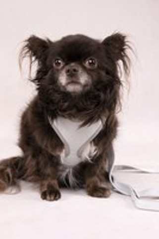 Flamingo f-520004 - Harnais Confortable pour Petits Chiens Menthe