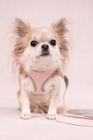 Flamingo f-520001 - Harnais Confortable pour Petits Chiens