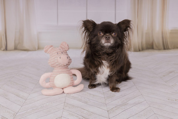 Flamingo f-520011 - Jouet Small Dog Cochon Ilva Vieux rose
