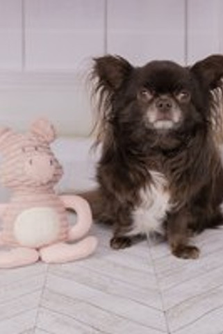 Flamingo f-520011 - Jouet Small Dog Cochon Ilva Vieux rose