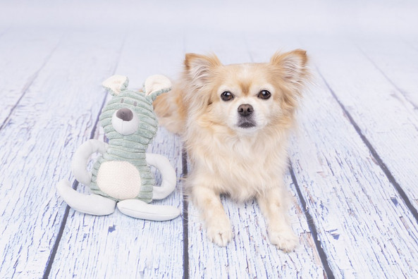 Flamingo f-520010 - Jouet Small Dog Lapin Ilva menthe