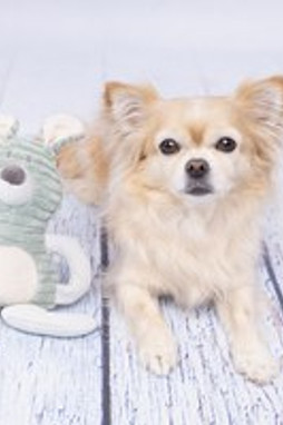 Flamingo f-520010 - Jouet Small Dog Lapin Ilva menthe