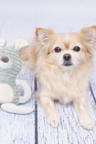 Flamingo f-520010 - Jouet Small Dog Lapin Ilva menthe