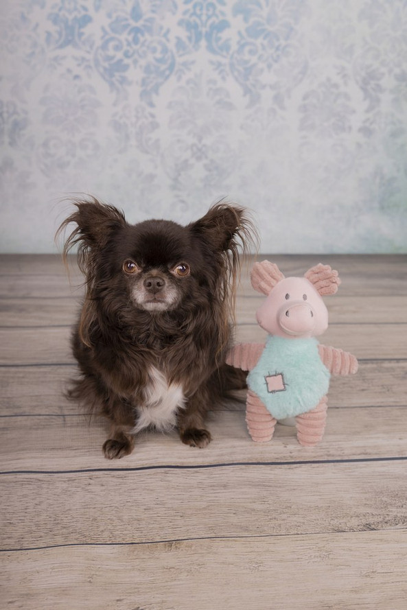 Flamingo f-520009 - Jouet Small Dog Cochon Ikra Vieux rose