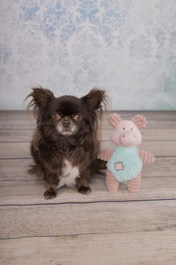Flamingo f-520009 - Jouet Small Dog Cochon Ikra Vieux rose