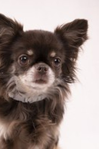 Flamingo f-519998 - Collier Réglable pour Chiots et Petits Chiens