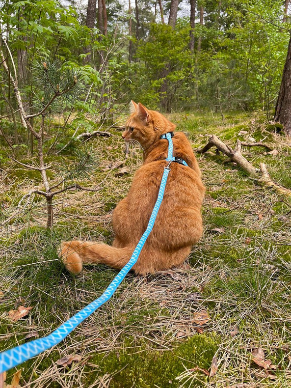 Flamingo f-560936 - Amsi Adjustable Cat Harness and Leash Set