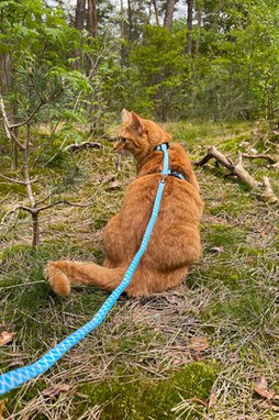 Flamingo f-560936 - Ensemble Sécurité et Confort pour Chat