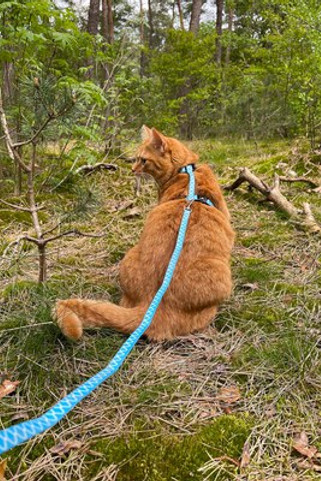 Flamingo f-560936 - Ensemble Sécurité et Confort pour Chat