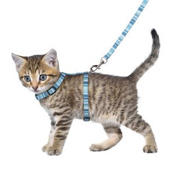 Flamingo f-560926 - Harnais avec laisse Chaton