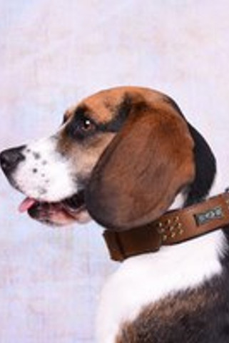 Flamingo f-520056 - Collier Rembourré Rempli