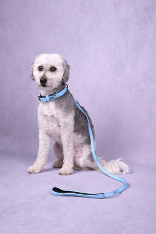 Flamingo f-520369 - Laisse Avec neoprène