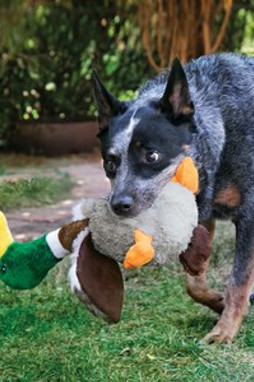 Kong® f-520485 - Kong® Jouet Honkers Canard