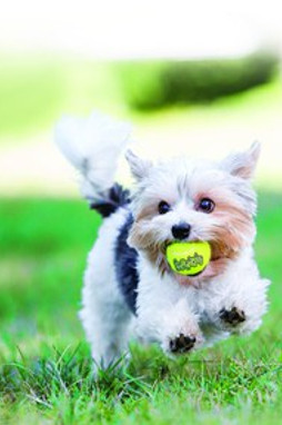 Kong® f-520470 - Kong® Balle SqueakAir pour Chiens Joueurs