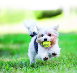 Kong® f-520470 - Kong® Balle SqueakAir pour Chiens Joueurs