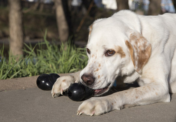 Kong® f-520467 - Kong® Jouet Goodie Bone™ Os