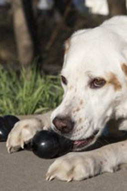 Kong® f-520467 - Kong® Jouet Goodie Bone™ Os