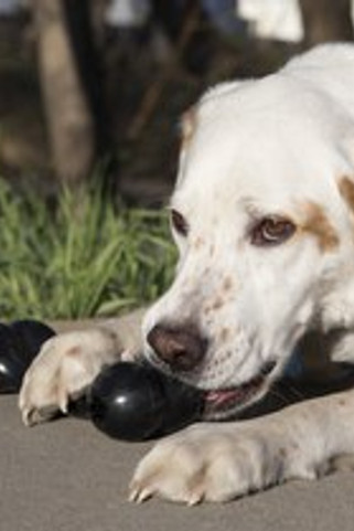 Kong® f-520467 - Kong® Jouet Goodie Bone™ Os