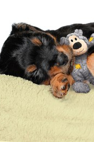 Kong® f-520478 - Kong® Jouet Wild Ours