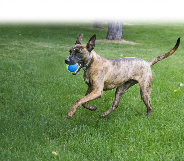 Kong® f-520473 - Kong® Jouet Ultra Balle