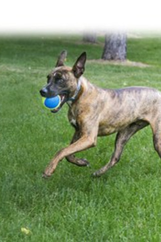 Kong® f-520473 - Kong® Jouet Ultra Balle