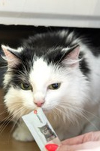 Flamingo f-561111 - Friandises Pâté avec poulet