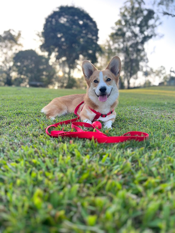 Flamingo f-520679 - Ziggi Durable Red Nylon Dog Leash with Snap Hook