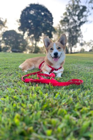 Flamingo f-520679 - Laisse Ziggi Rouge en Nylon Résistant pour Chiens