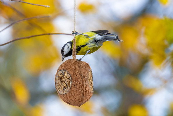 Flamingo f-110381 - Nutritious Coconut Bird Feeder with Mealworms
