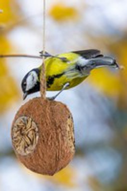 Flamingo f-110381 - Nutritious Coconut Bird Feeder with Mealworms