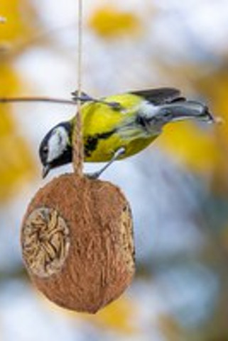 Flamingo f-110381 - Coco Nourrissant aux Vers pour Oiseaux de Jardin