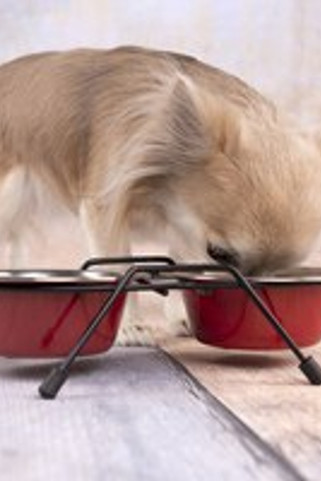 Flamingo f-520829 - Gamelle pour la nourriture et leau Duo dinner support