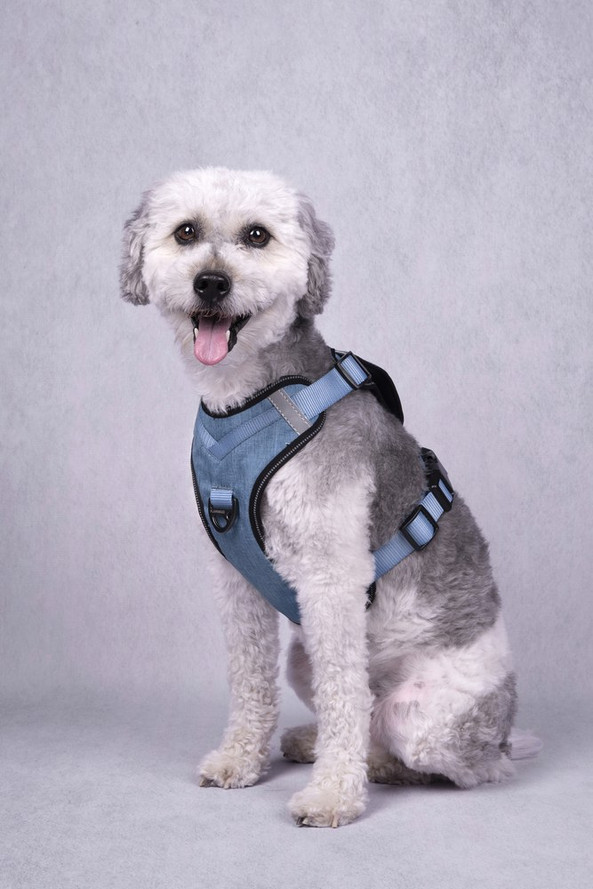 Flamingo f-520940 - ComfortFit Blue Y-Style Dog Harness with Dual Leash Points