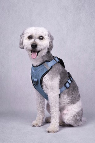 Flamingo f-520940 - Harnais Confortable et Pratique pour Chiens Actifs