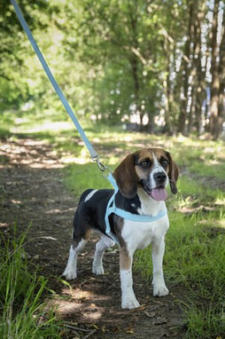 Flamingo f-521157 - Laisse Elly Pratique et Légère pour Chiens
