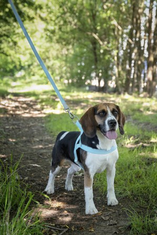 Flamingo f-521157 - Laisse Elly Pratique et Légère pour Chiens